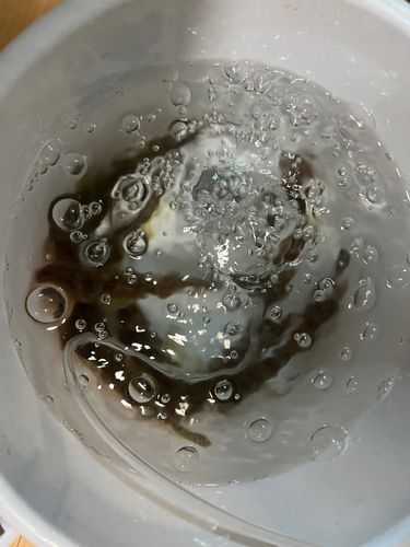 豊洲ぐるり公園