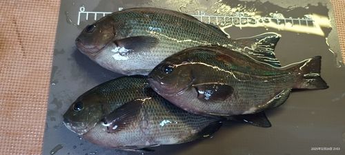 クチブトグレの釣果