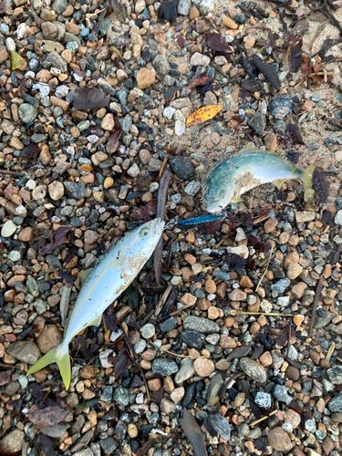 フクラギの釣果