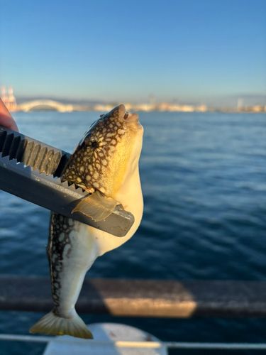 シーサイドコスモ釣り解放区