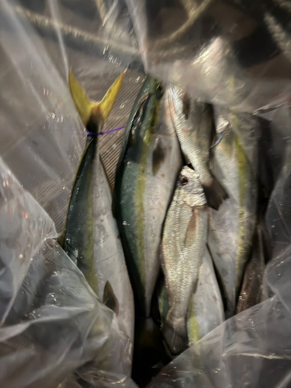 koolbox2006さんの釣果 2枚目の画像