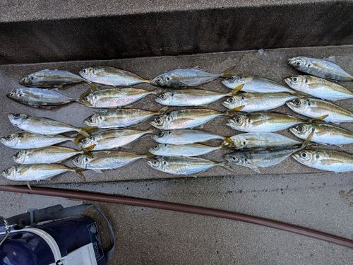 アジの釣果