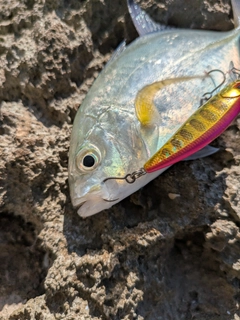 カスミアジの釣果