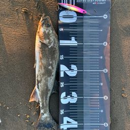 フッコ（マルスズキ）