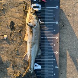 フッコ（マルスズキ）