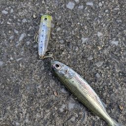 トウゴロウイワシ