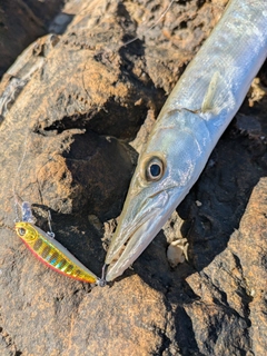 オニカマスの釣果