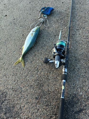 コズクラの釣果