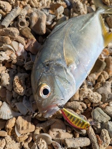 ギンガメアジの釣果