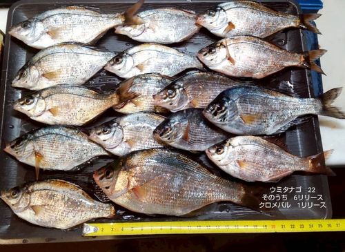 ウミタナゴの釣果