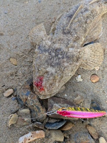 ミナミマゴチの釣果