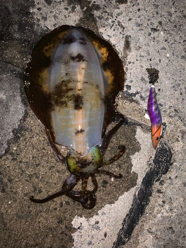 アオリイカの釣果