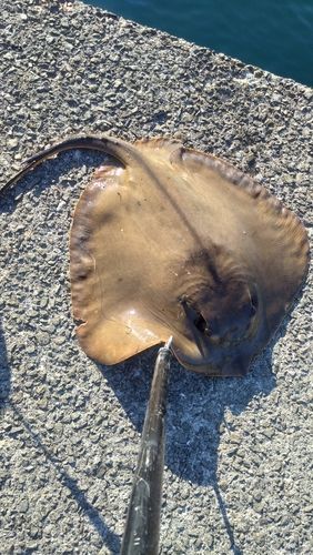 エイの釣果
