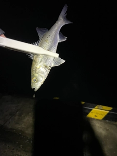 セイゴ（マルスズキ）の釣果