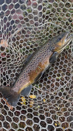 那須白河フォレストスプリングス