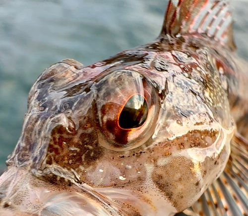 アサヒアナハゼの釣果
