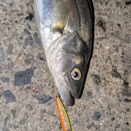 セイゴ（マルスズキ）