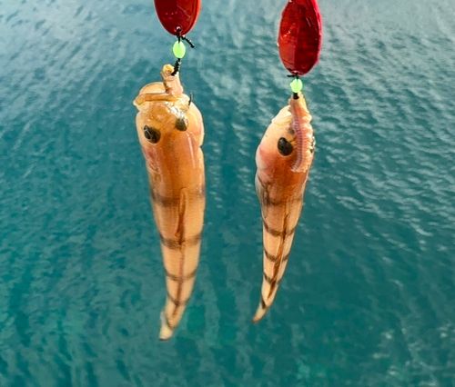 リュウグウハゼの釣果