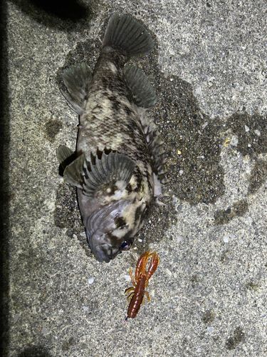 オウゴンムラソイの釣果