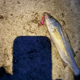 セイゴ（ヒラスズキ）