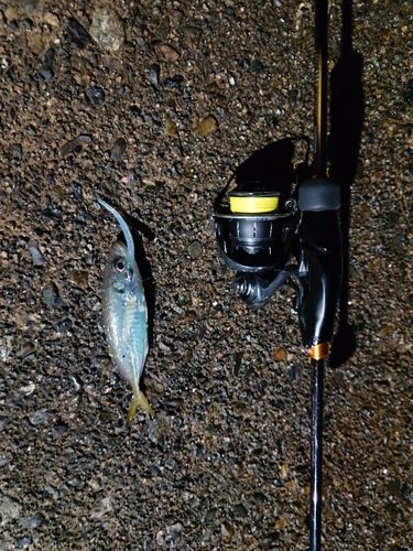 マアジの釣果