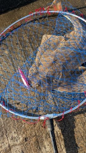 カスザメの釣果