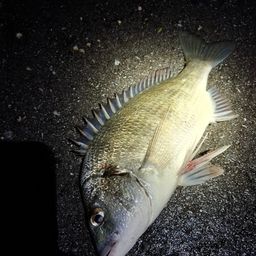 ミナミクロダイ