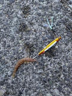 ホシノエソの釣果