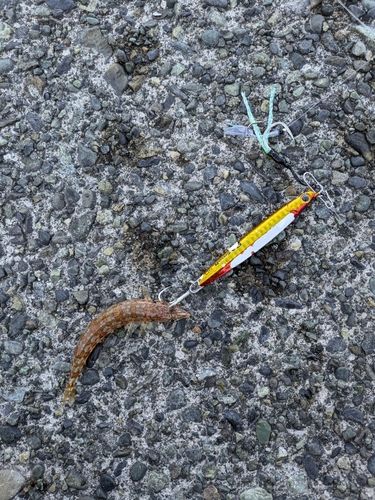 内浦湾（沼津）