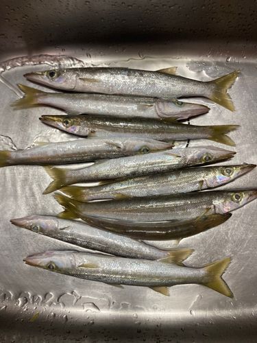 アカカマスの釣果