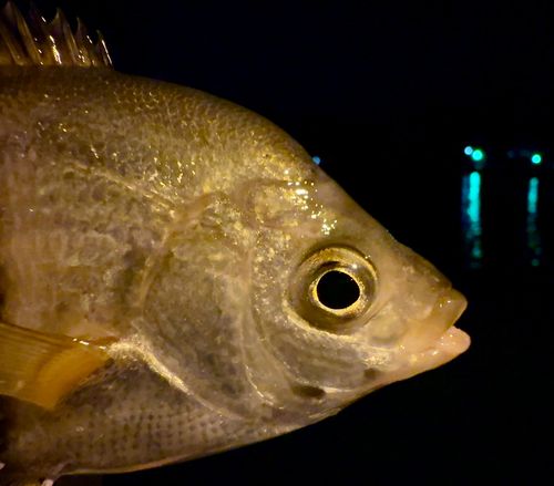 ウミタナゴの釣果