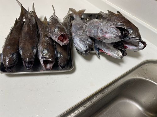 クロムツの釣果