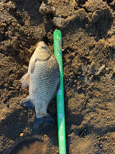 ヘラブナの釣果