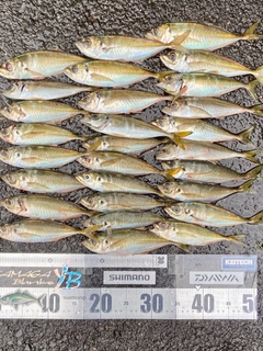 マアジの釣果