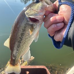 ラージマウスバス