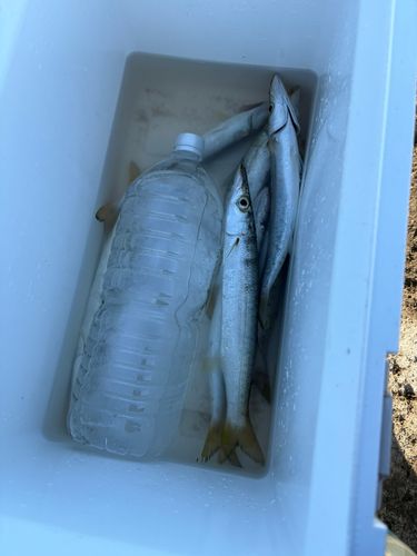 アカカマスの釣果