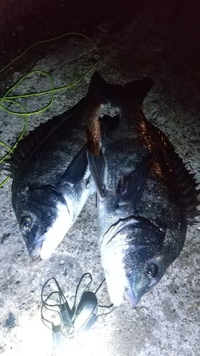 碧南海釣り公園