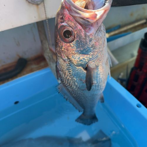 クログチの釣果