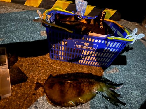 東京湾（富津〜金谷）