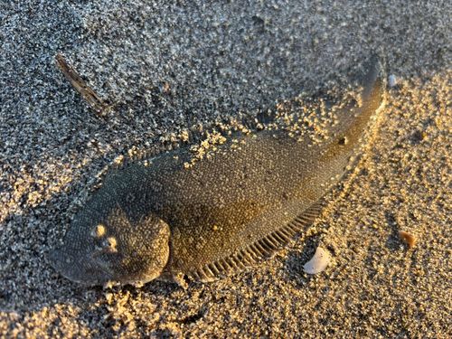 シタビラメの釣果