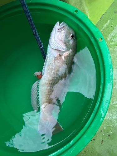 アマダイの釣果