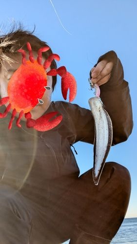 シタビラメの釣果