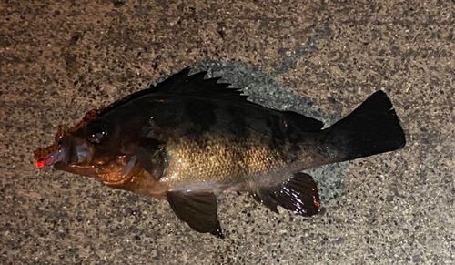 メバルの釣果