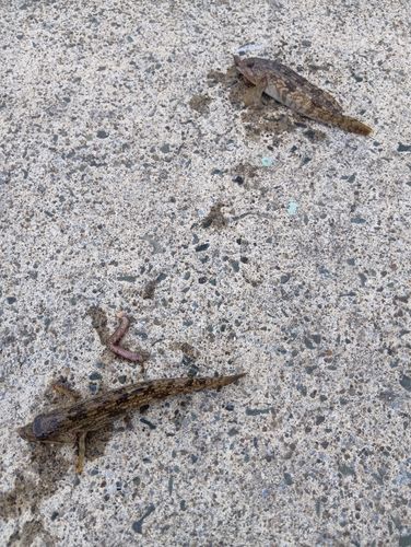 アイナメの釣果