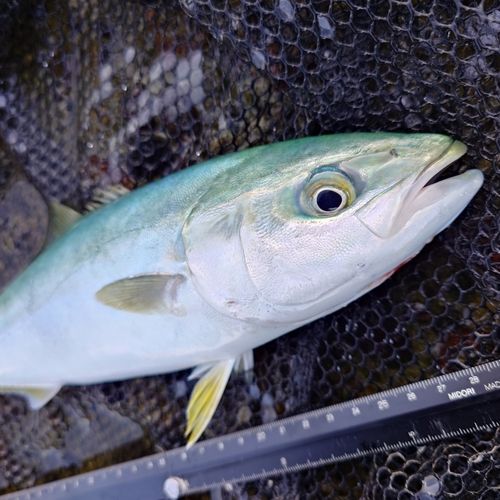 ツバイソの釣果