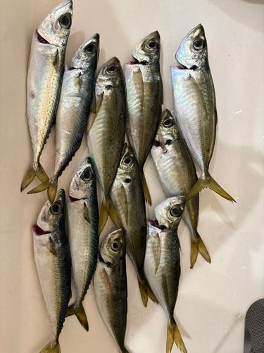 アジの釣果
