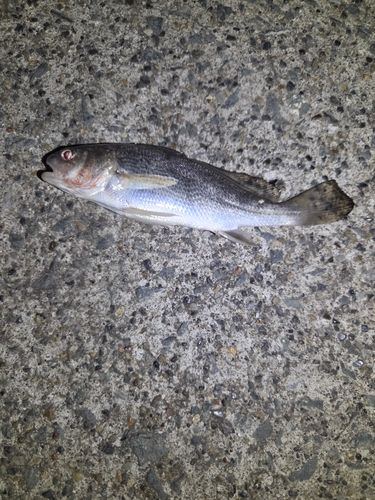 小名浜港市場前