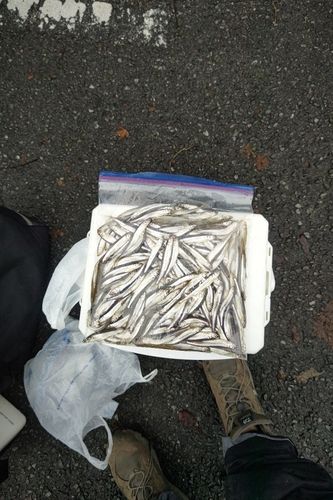 ワカサギの釣果