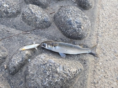 ボラの釣果