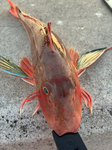 ホウボウの釣果